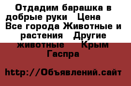 Отдадим барашка в добрые руки › Цена ­ 1 - Все города Животные и растения » Другие животные   . Крым,Гаспра